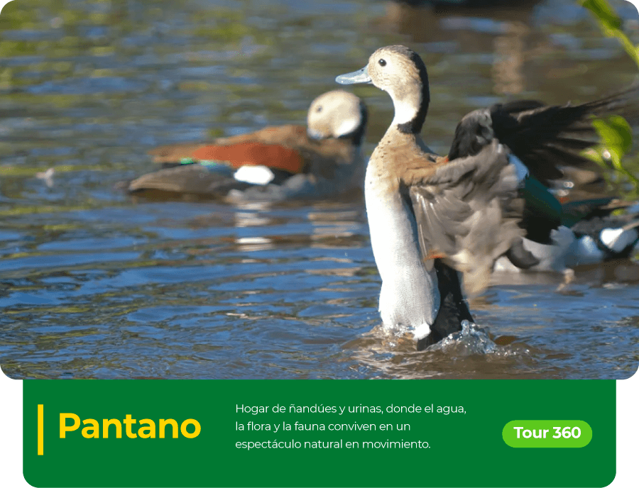 4.PANTANO_900X688